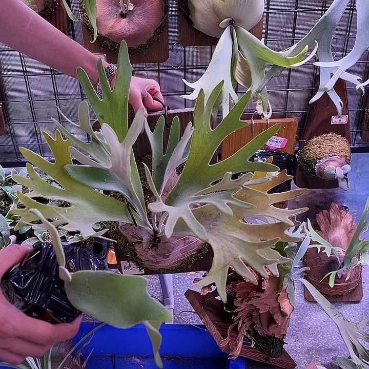 完全开放塞尔索侧芽