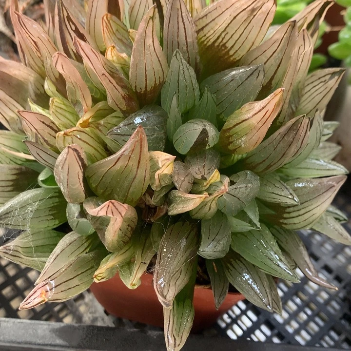 西瓜寿一物一拍带盆