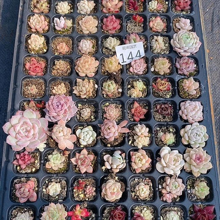 144 多肉植物盆栽花卉植物