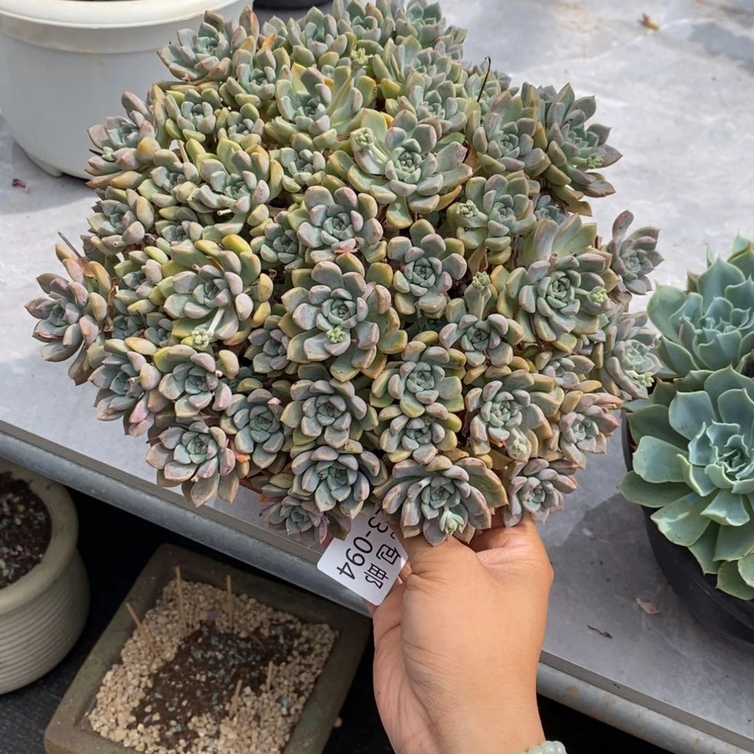 飞**火夏悦多肉0623-94粉布偶