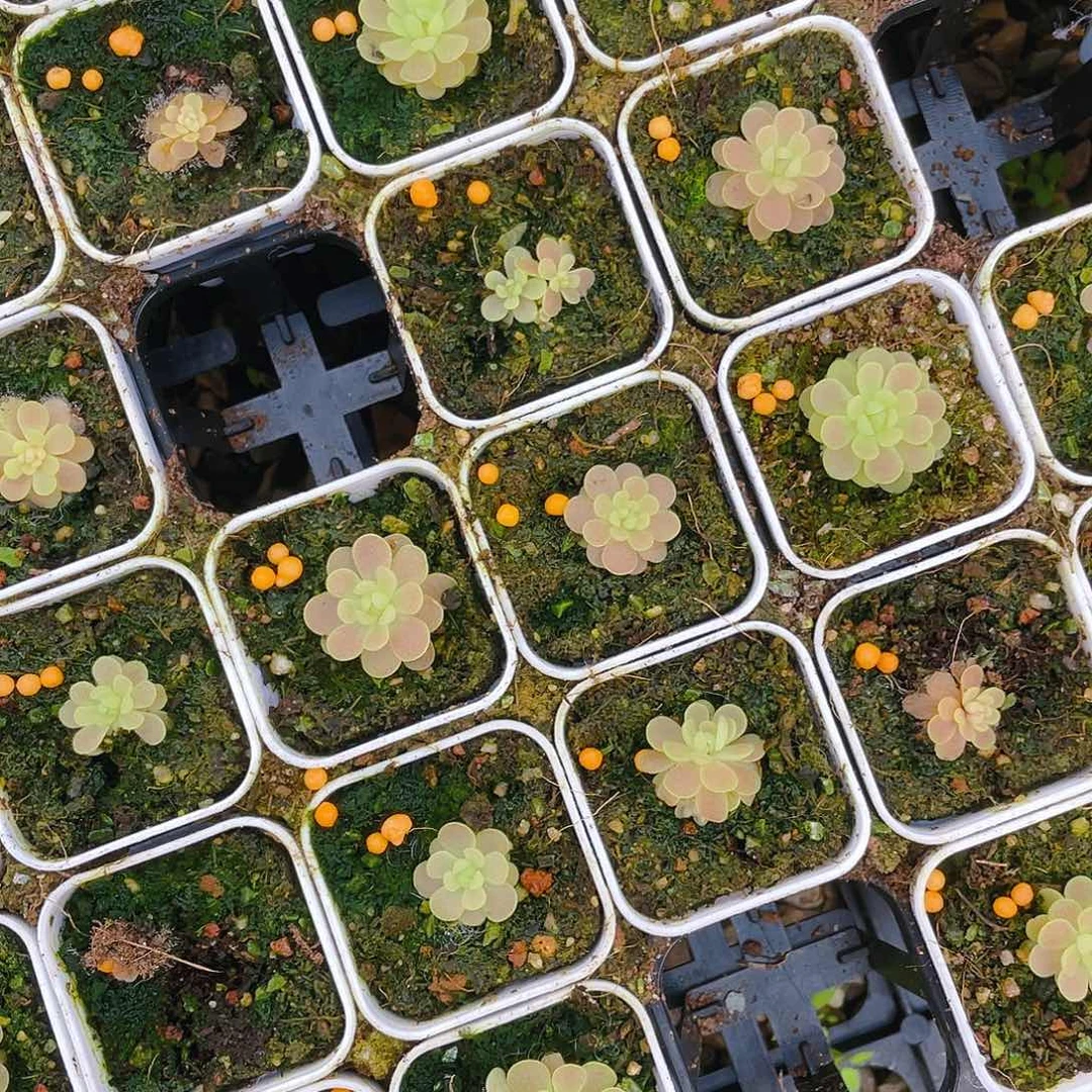 弗洛里盆一个满25包邮