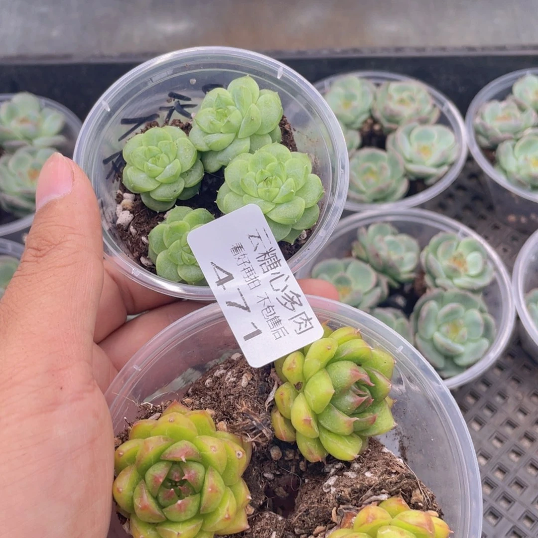云糖心多肉植物471