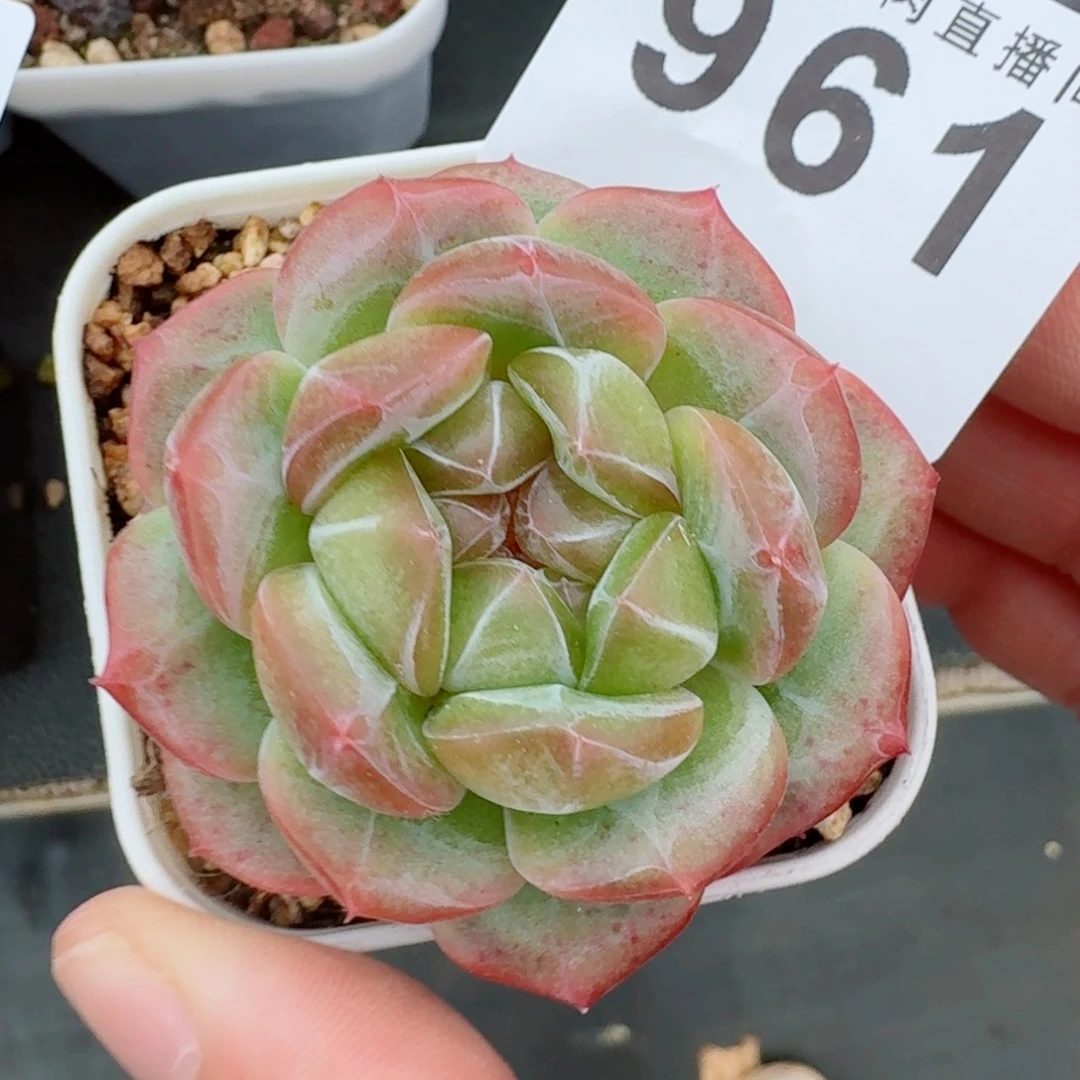 宽叶珍妮            精美多肉植物