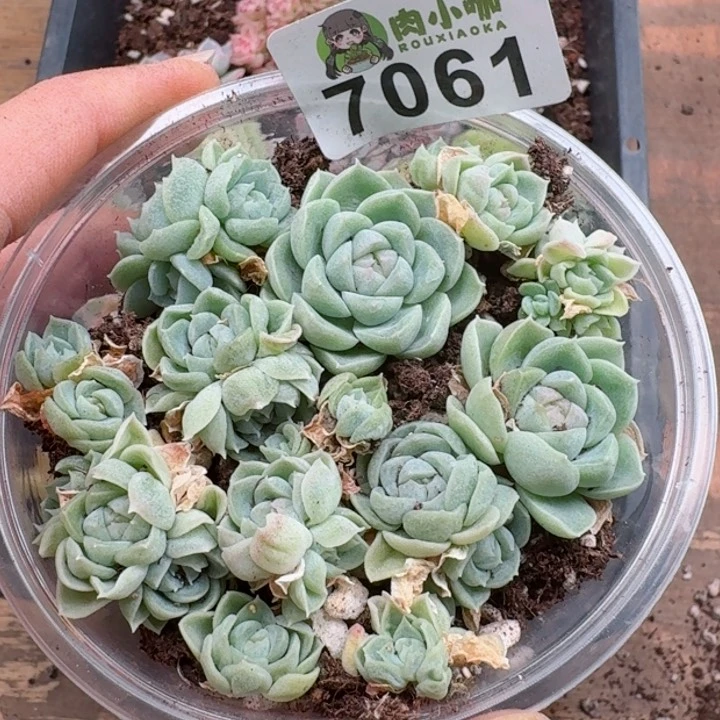 多肉植物多肉植物