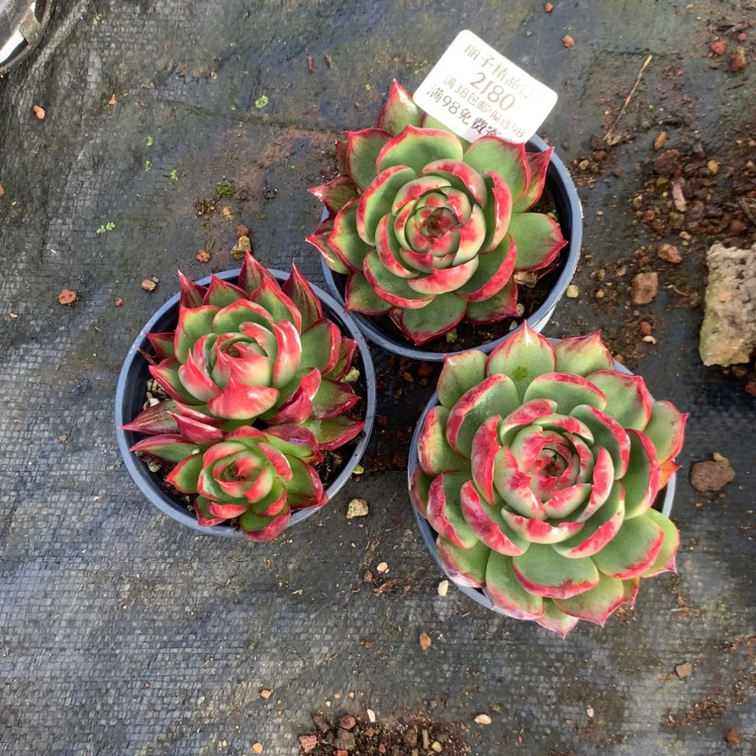 习***材2180号多肉植物3颗
