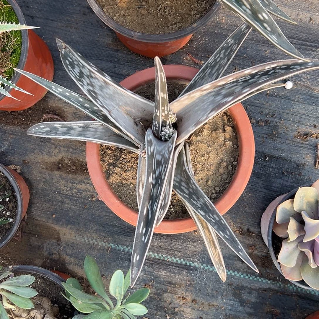 多肉植物翠花掌单头