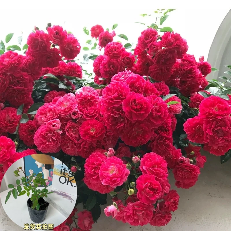 木香花卉植物浓香木香花朵春夏阳台庭院种植木香花卉绿植