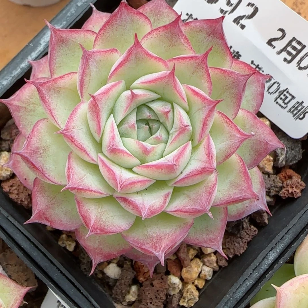 花语逸镜0205-592