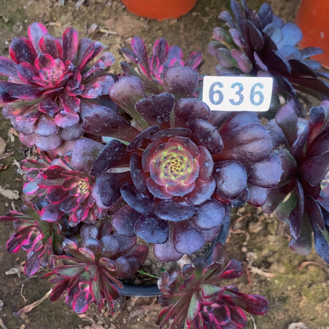 【闪购商品】636萝莉红金阴阳多肉