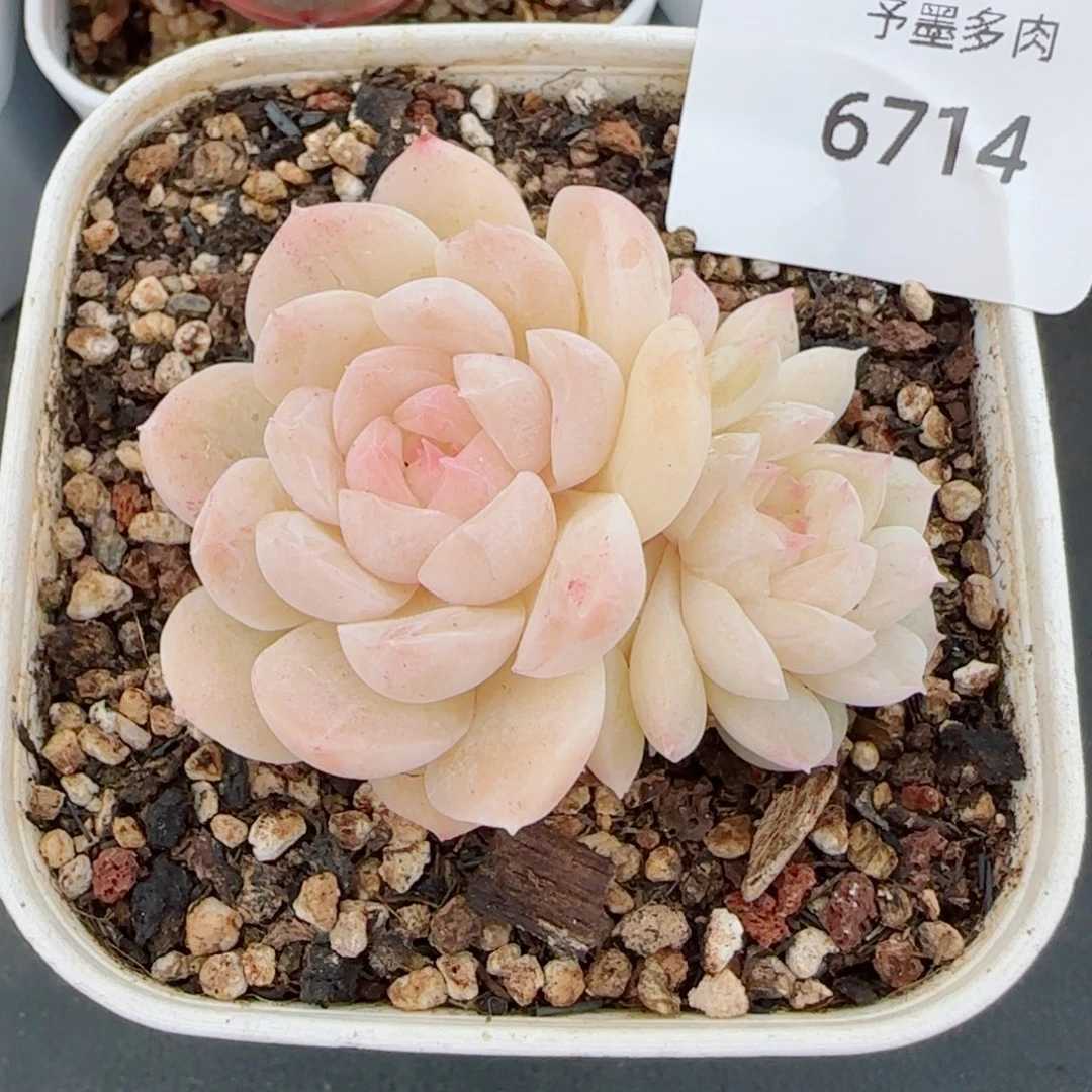 孤月珍妮，6714多肉植物