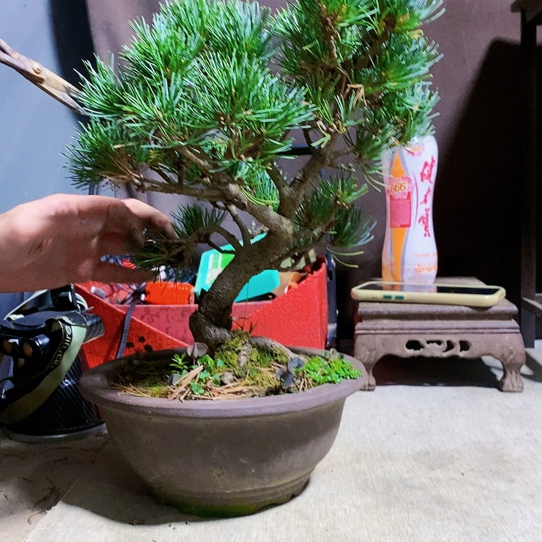 【闪购商品】无花朵盆景