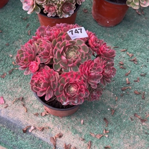 夏***r747彩虹糖朵朵多肉，
