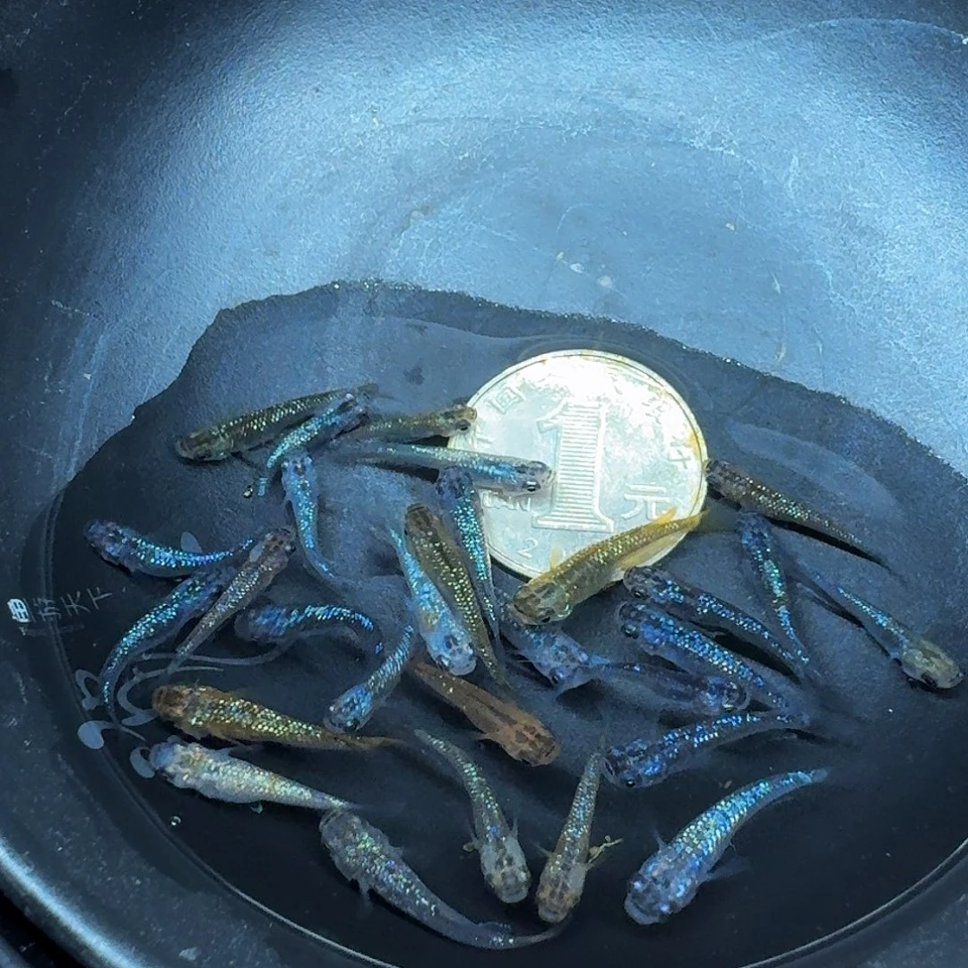 斑马鱼2组包邮1.5-2cm星光随机10条