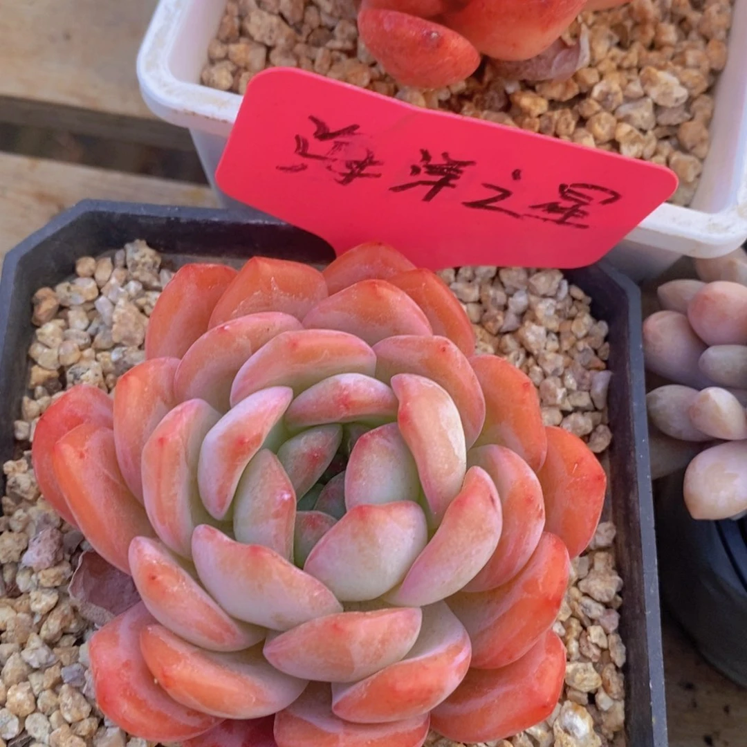 多肉植物，一物一拍，福利专场