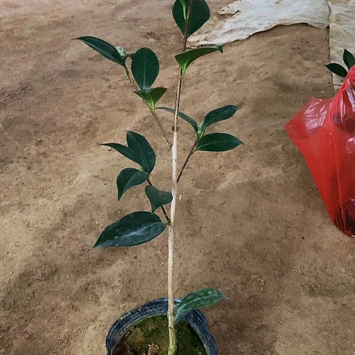 无花朵紫衣宝珠。