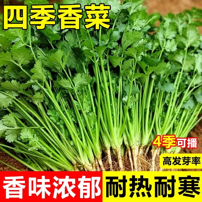 四季大叶香菜种子浓香速生耐热耐寒芫荽菜籽阳台盆栽庭院蔬菜种子