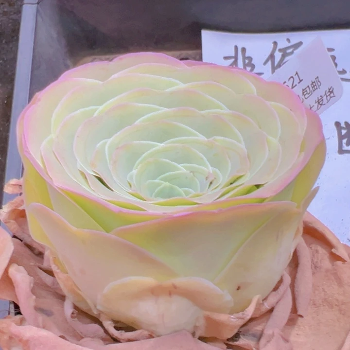 621 裸根不带土发货