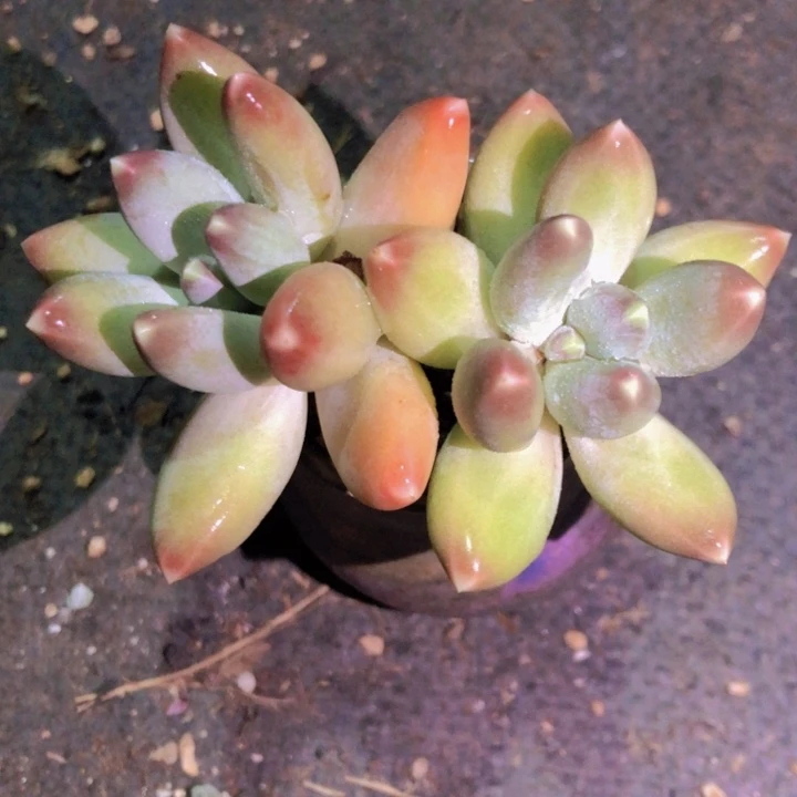 【闪购商品】章*豆1花