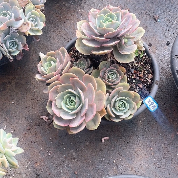 298苍鹭一物一拍多肉