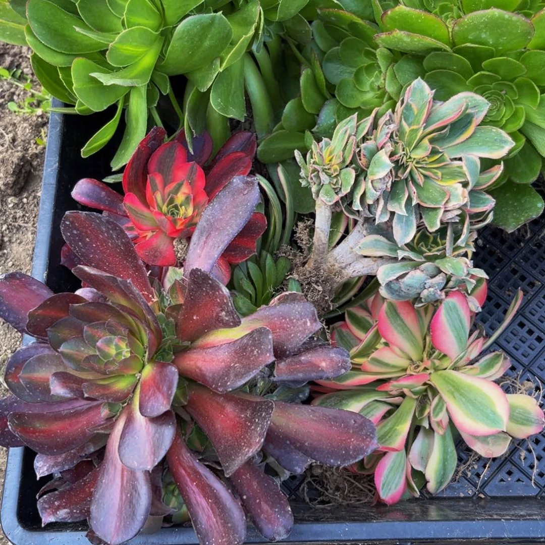 728多肉植物一物一拍