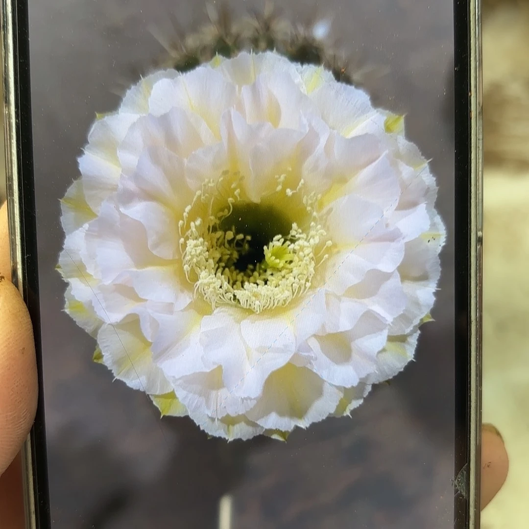 彩草蛋糕7公分被咬了