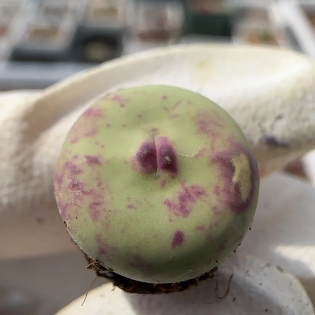 6-7-109当天满38包邮大型红嘴1.2左右脱土