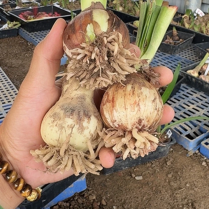 孤宝仙子朱顶红一棵  5.3左右