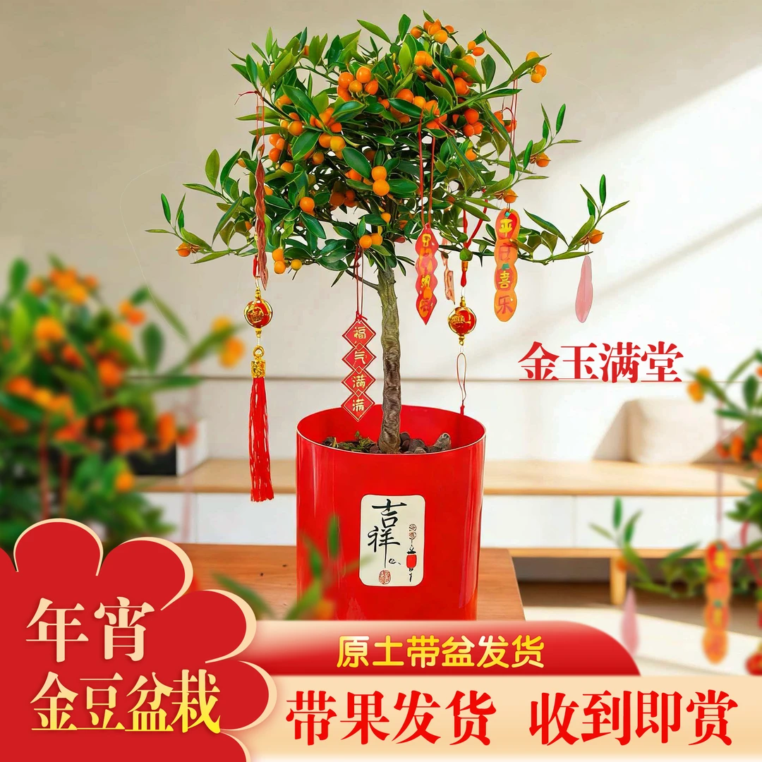 精挑金豆绿植办公室内茶桌创意摆件耐寒盆栽年宵花卉带果发