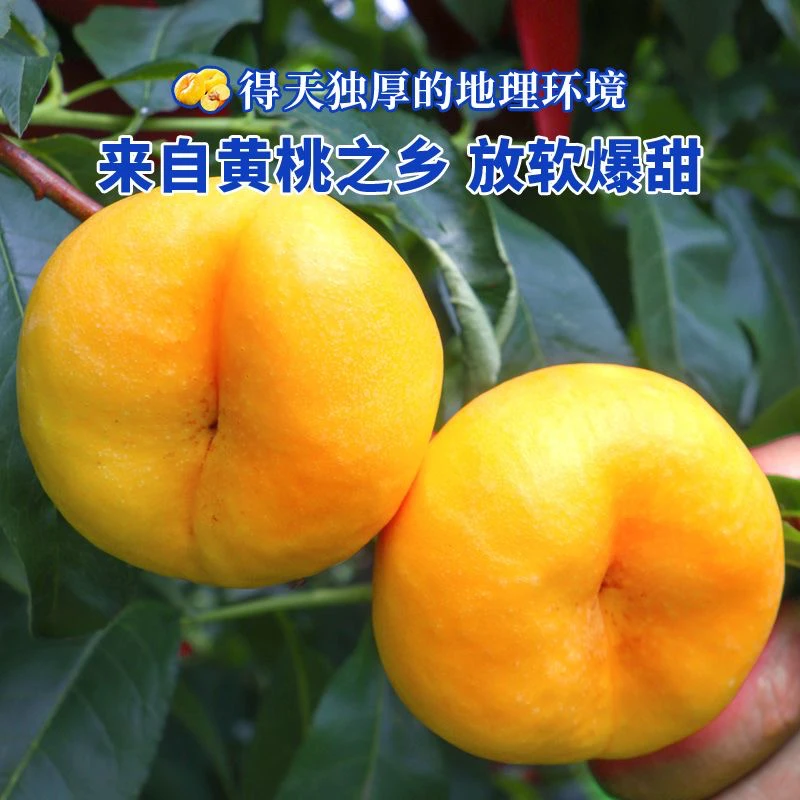 陕西黄金蟠桃黄肉蟠桃新鲜采摘蟠桃爆甜桃子现摘现发1斤5斤包邮