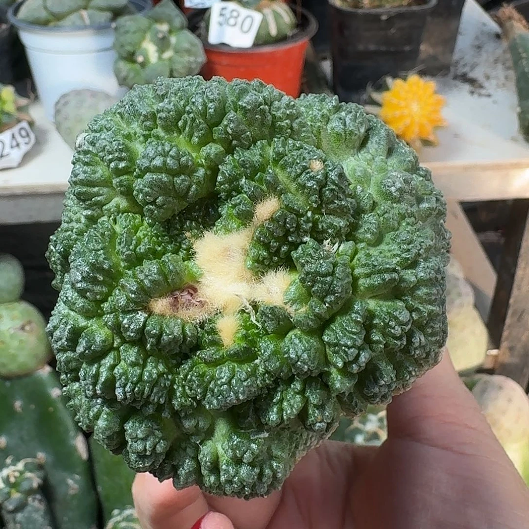 无花朵超大尤哥斯拉牡丹063