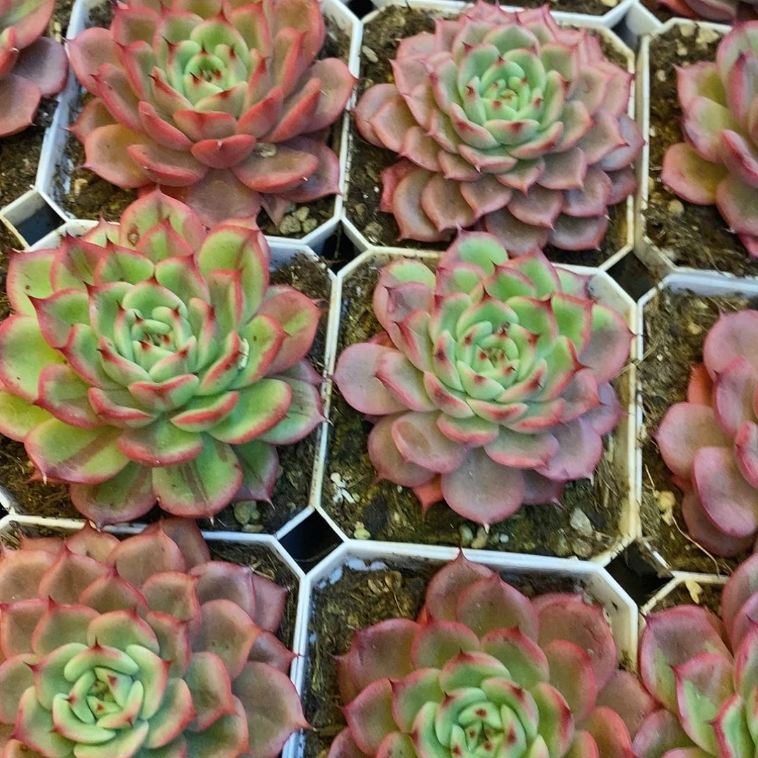 团。星巴克锦。福利多多