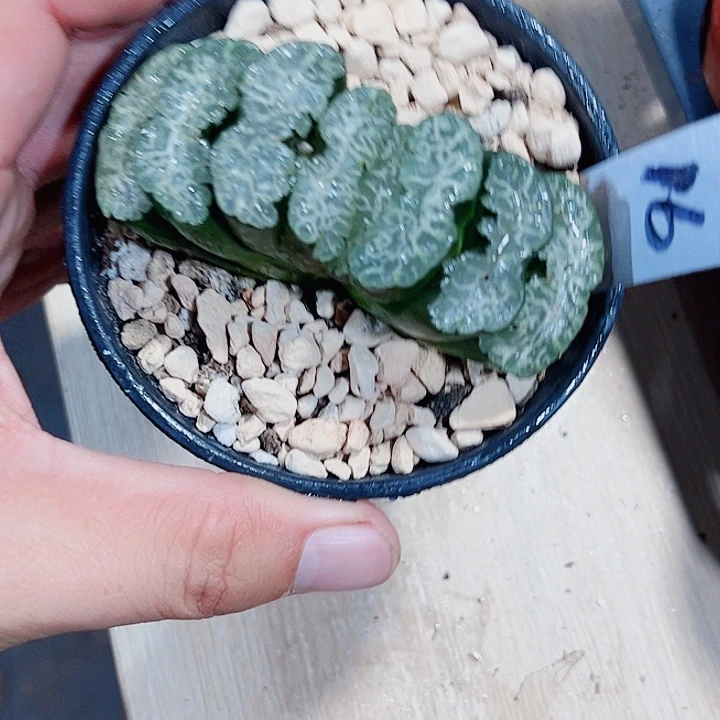 虞姬玉扇新手好养