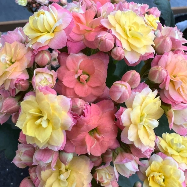 长寿花园～【毛绒二代】120盆打顶 带花发货