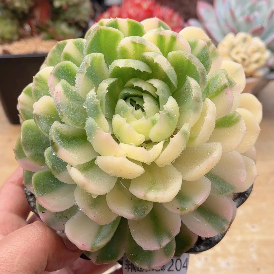 204彩体水晶锦德华多肉