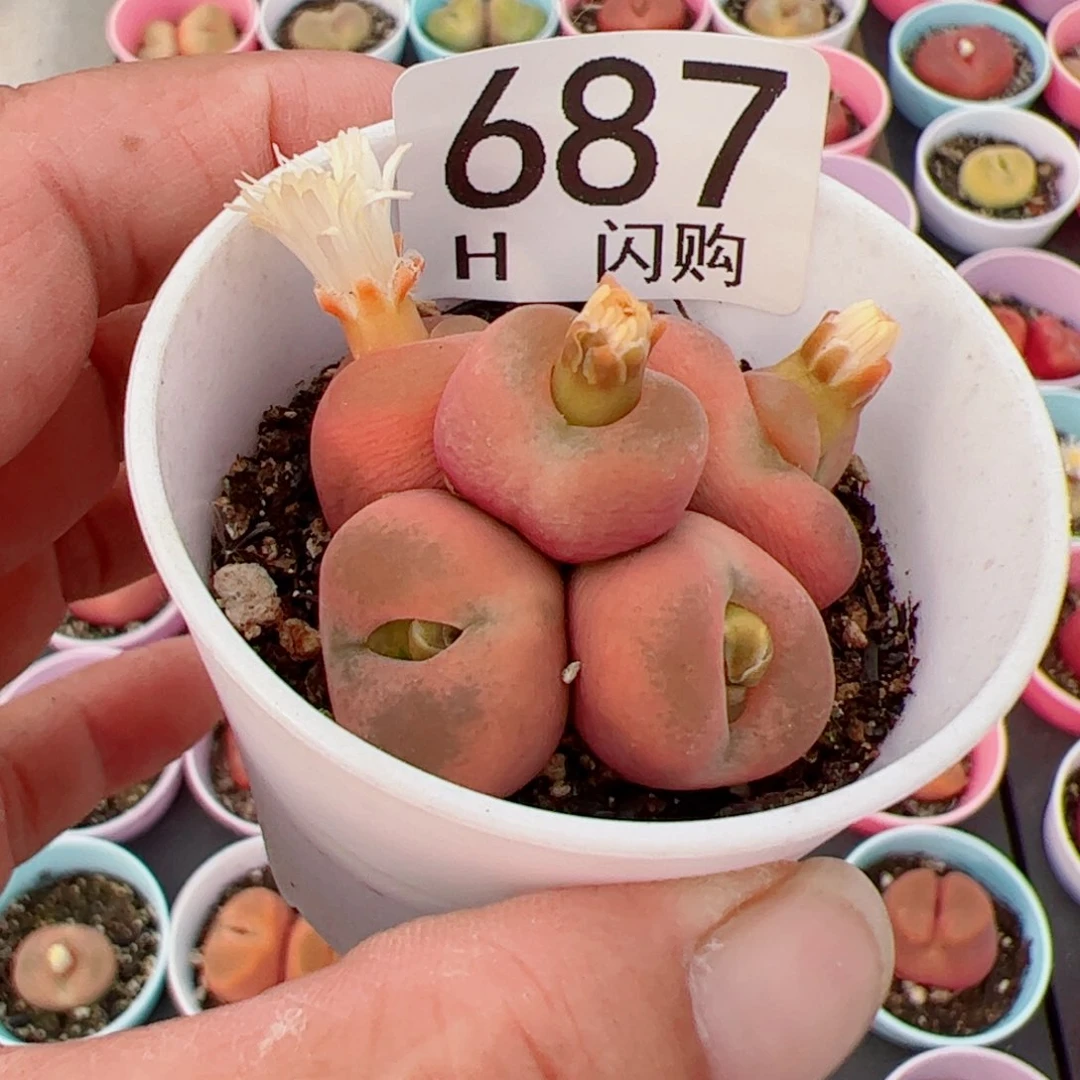 无花朵袁*我很喜欢这个H687