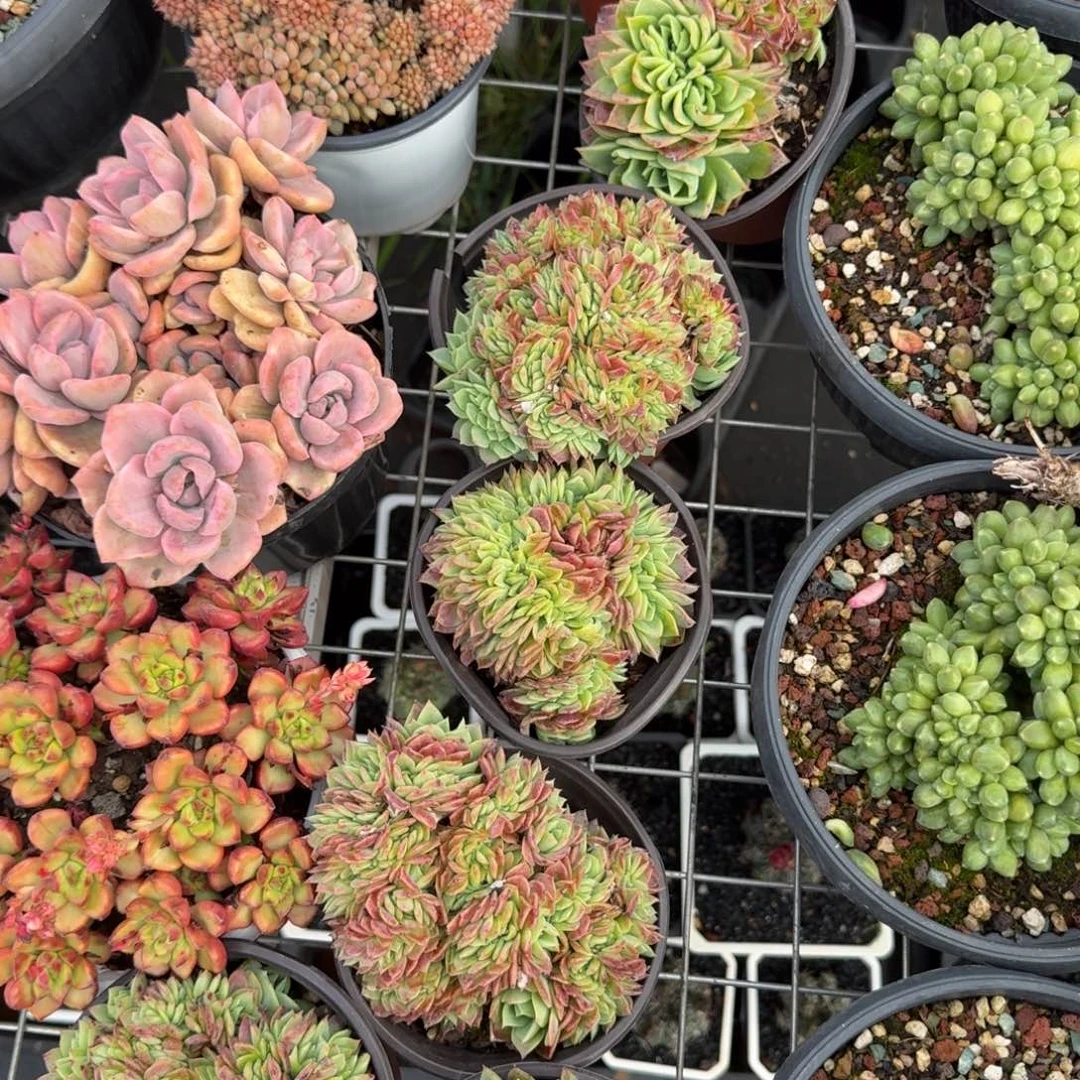 无花朵翡翠塔缀