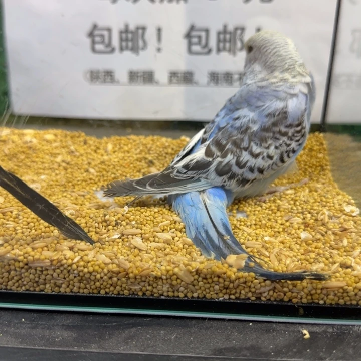 虎皮鹦鹉大头虎皮鹦鹉