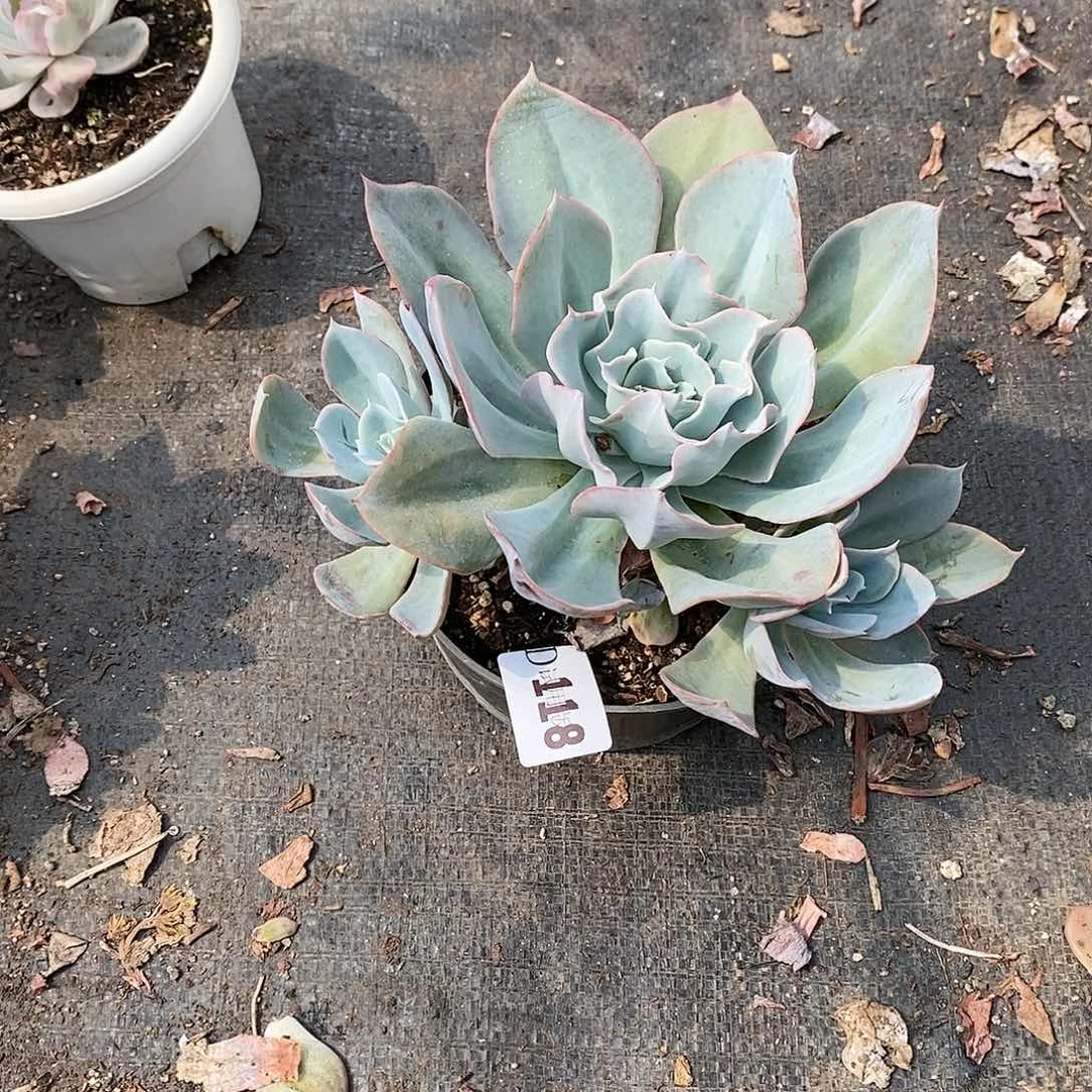 杨***姐118蓝伯多肉植物