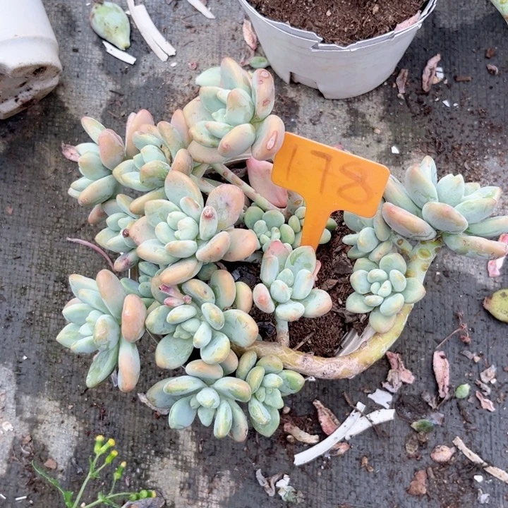 晨语多肉一物一拍178