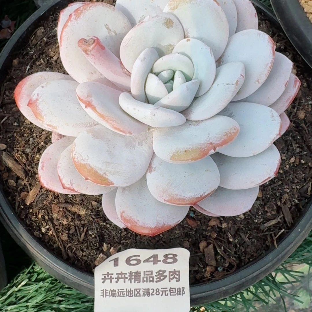 16448 卉卉精品多肉 非偏远地区满28元包邮