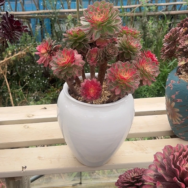 安***司法师多肉植物带盆