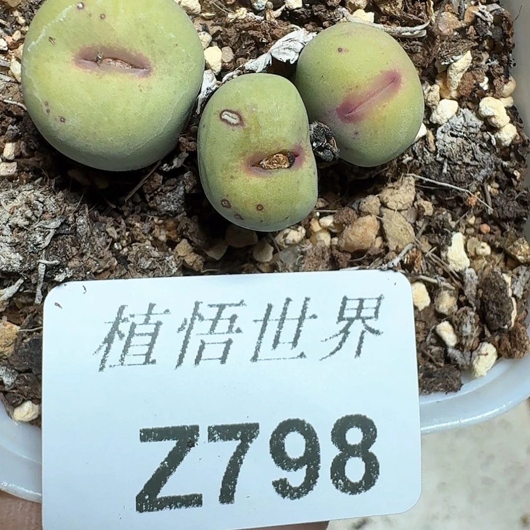 798号多肉植物哇f g