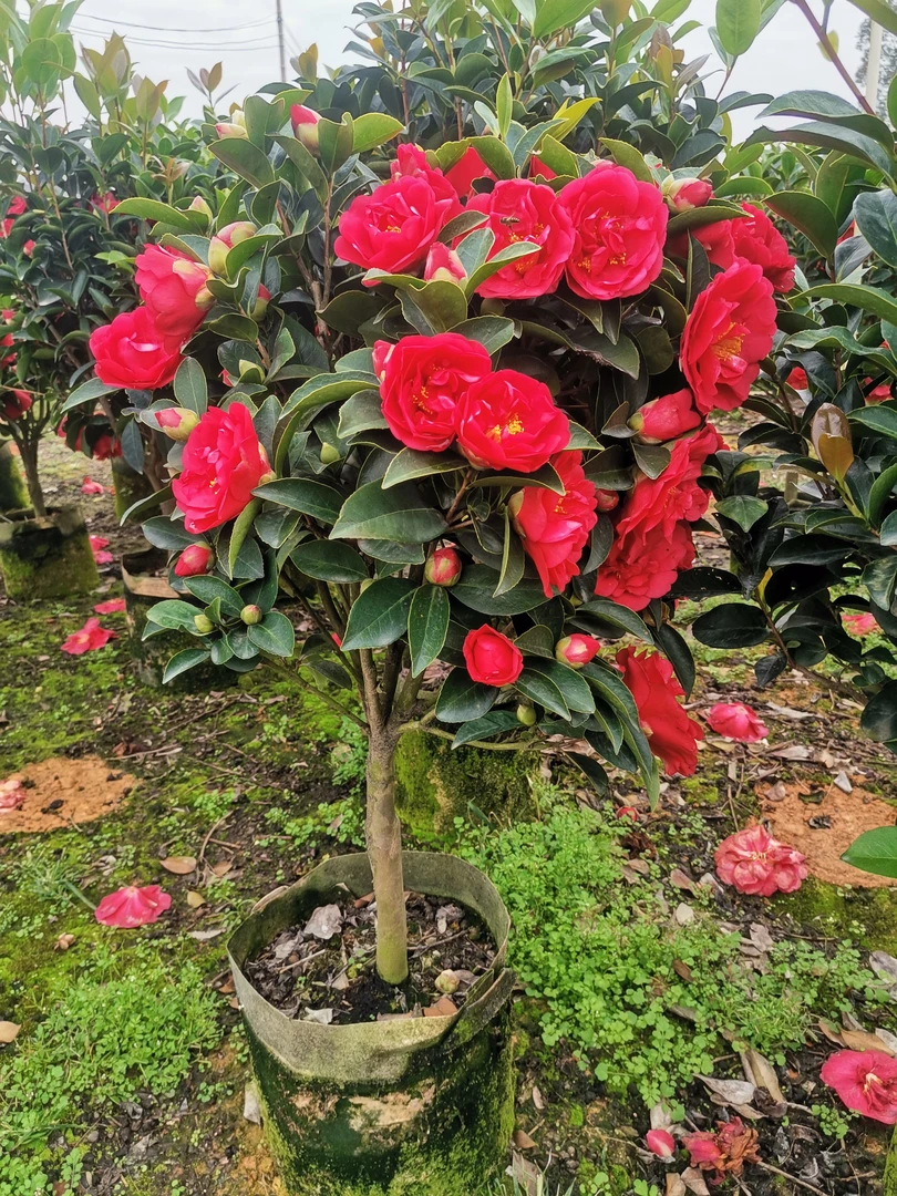 四季大棵茶花盆栽耐热牡丹花绿植室内外好月季花树大棵四季开花树