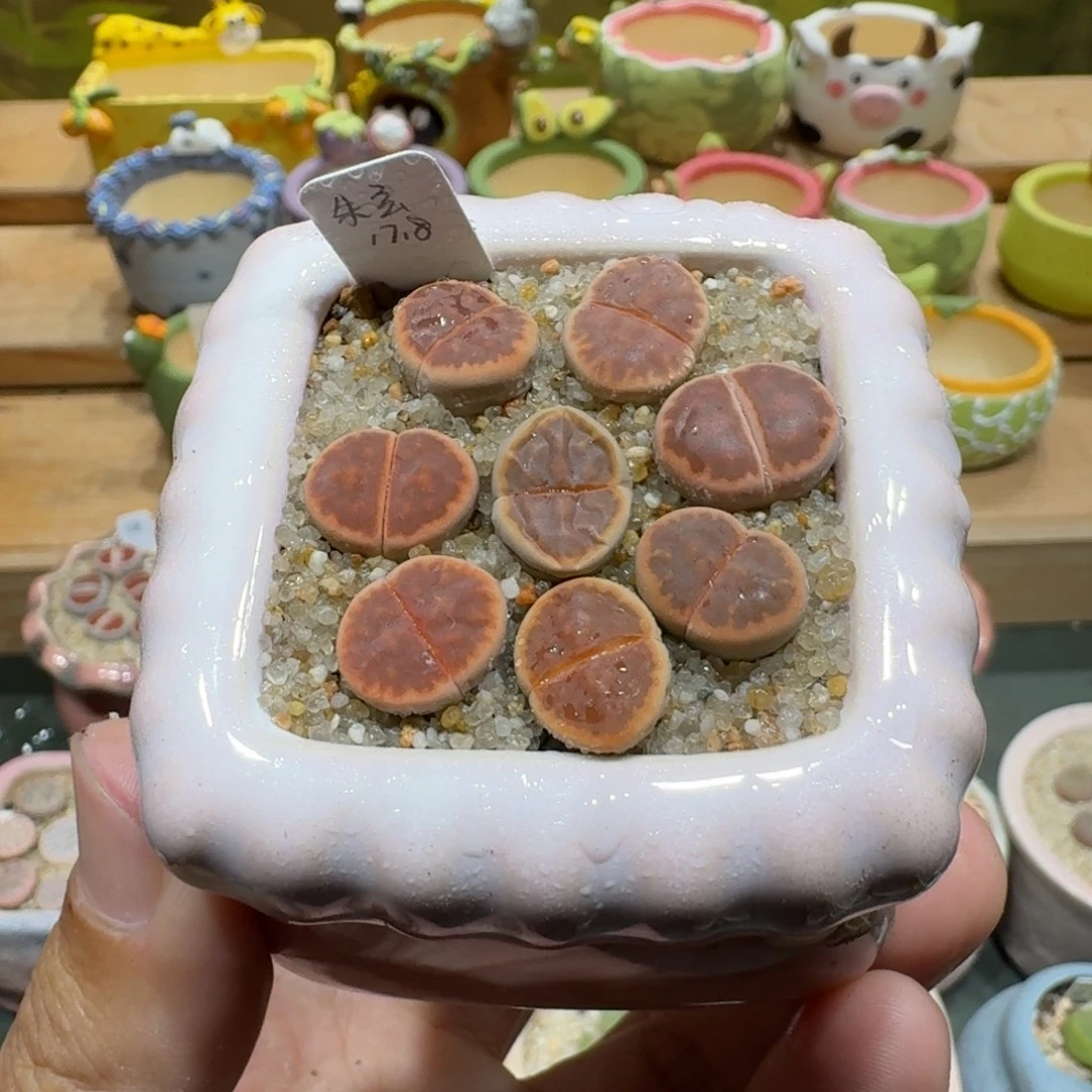 蘑菇1203朱玄彩拼多肉植物