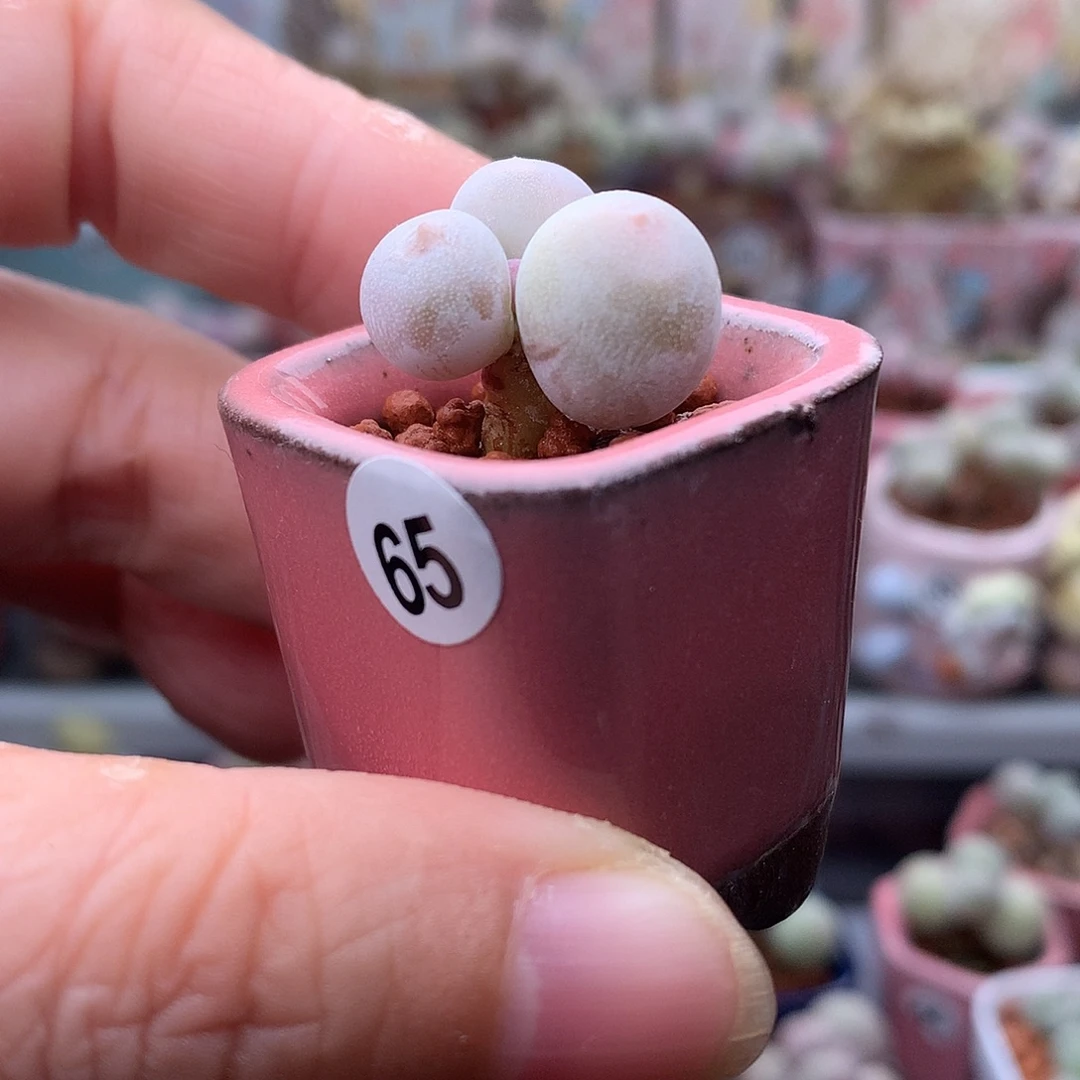 米可奶酪带盆发货