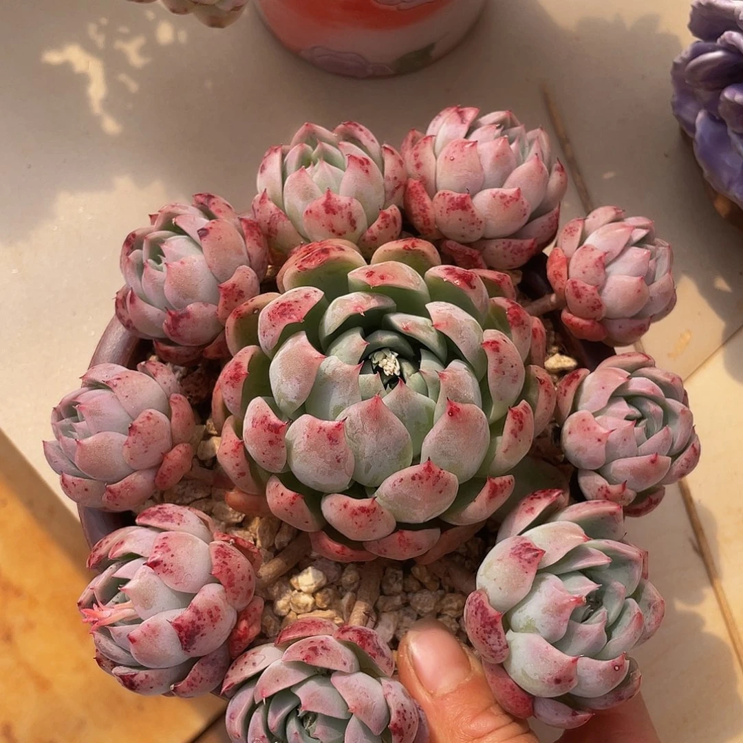 绿龙捧花多肉多肉