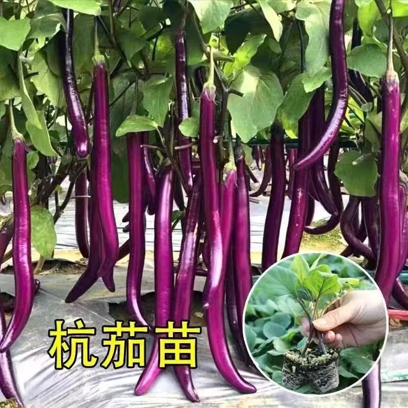 高产紫长茄子苗四季种植优良苗带土发货黑长茄苗黑圆茄苗青茄苗