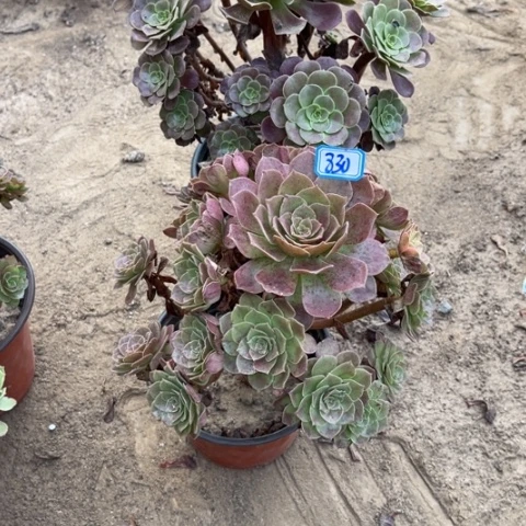 830多肉植物组合，