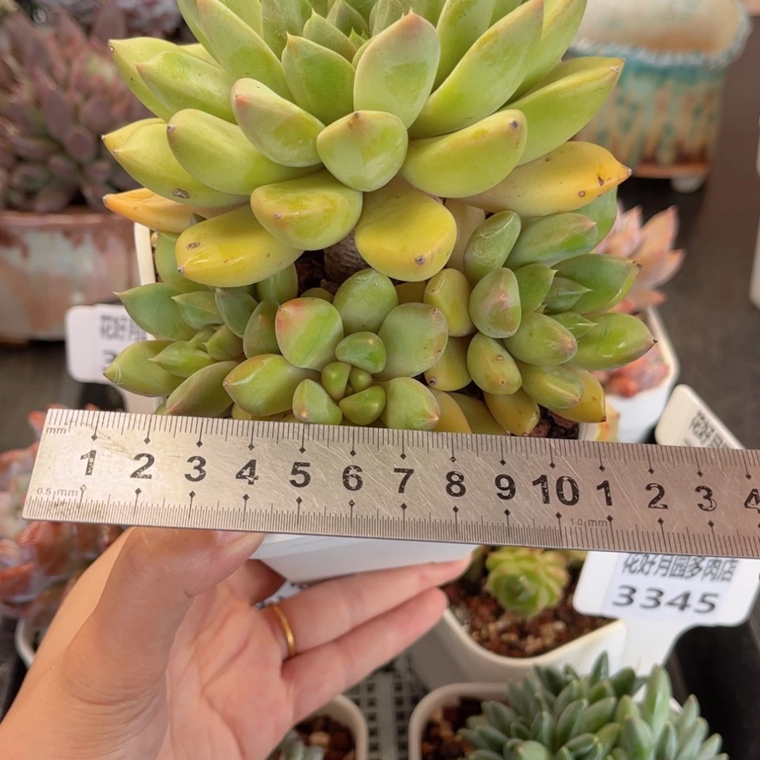 多肉植物3348 一定要拍个冷链哦