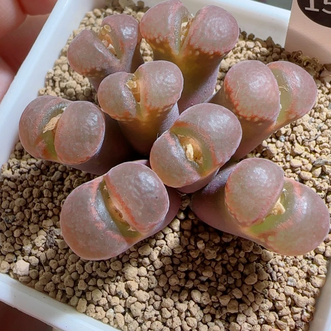 多肉植物大群红风13号